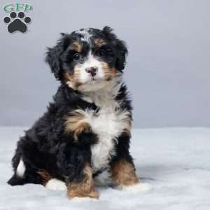 Sandra, Mini Bernedoodle Puppy
